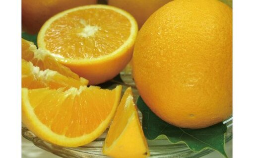 湯浅町 田村 産 バレンシア オレンジ 7kg 春みかん 春かんきつ (無選別・果実サイズ混合) / バレンシア オレンジ オレンジ 蜜柑 みかん 柑橘 果物 フルーツ ※2027年6月中旬〜7月下旬頃に順次発送 [kmtb490B]
