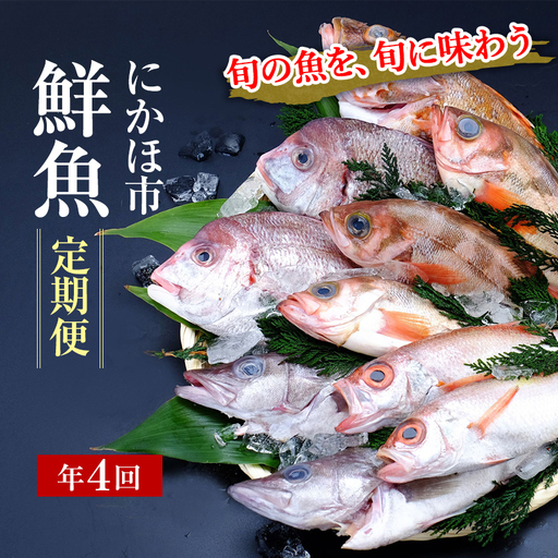 鮮魚 定期便 年4回 開けたらすぐ食べられる日本海の鮮魚 2～3人前 セット 魚 詰め合わせ 海鮮セット 食べ比べ 鮮魚ボックス 海鮮 海産物 海の幸 魚介 魚介類 刺身 切り身 ひらめ 鯛 甘エビ 鯵 あんこう 鮭 カレイ ハタハタ 鱈 ズワイガニ 冷蔵 定期