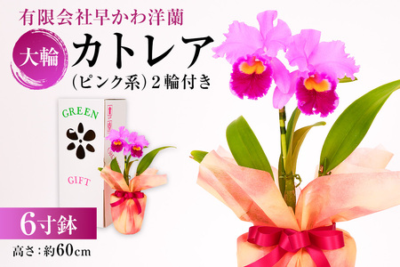 大輪カトレアピンク系　2輪付き mi0013-0002 花 植物 6寸鉢 ｶﾄﾚｱ 洋ﾗﾝ お祝い ｷﾞﾌﾄ 贈答