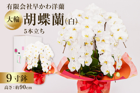 大輪胡蝶蘭白5本立 mi0013-0004 花 植物 9寸鉢 お祝い ギフト 贈答