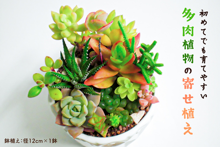 多肉植物の寄せ植え mi