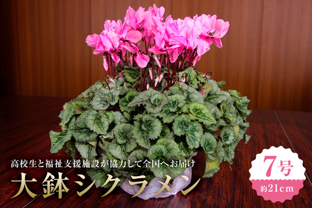 【思いやり型返礼品】《先行予約　数量限定　季節限定》高校生と福祉支援施設が協力して全国へお届けする　たくさんの愛が詰まった大鉢シクラメン (発送予定：2026年11月下旬～2026年12月上旬) mi0049-0001 花 フラワー 植物 観葉植物 自然