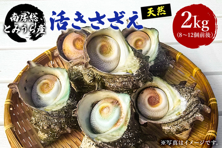 南房総とみうら産　天然「活きさざえ」 mi0051-0003