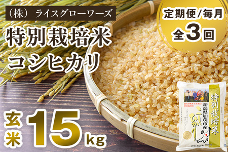 【令和8年産新米先行予約】【定期便3回毎月お届け】新潟県加茂市産 特別栽培米コシヒカリ 玄米15kg（5kg×3）《10月上旬～順次出荷》 従来品種コシヒカリ （株）ライスグローワーズ