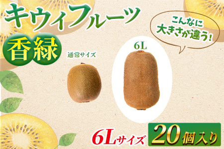 希少キウイフルーツ 「香緑」。6Lサイズ 20個入り 糖度16度。甘くておいしい〈出荷時期：2026年12月15日出荷開始～2027年1月末頃〉｜キウイ フルーツ 果物 くだもの  神奈川県 南足柄市