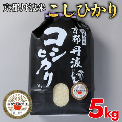 米 コシヒカリ 5kg 精米 白米