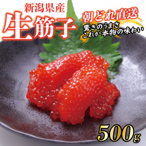 【朝どれ直送】筋子 生筋子 500g 令和8年産 いくら J51_05