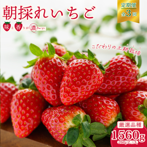 いちご 定期便 朝採れ厳選いちご 2パック×3回