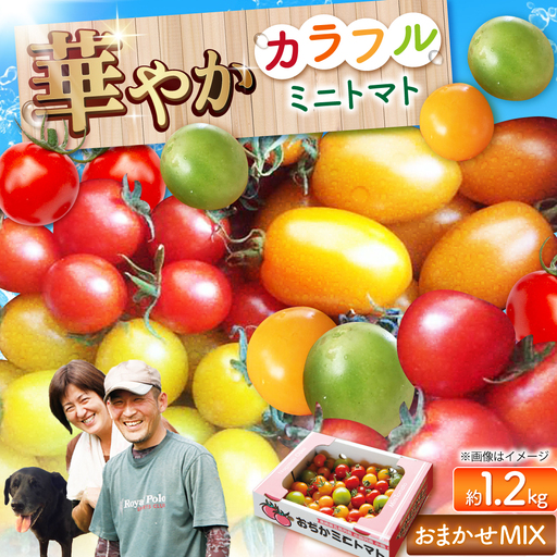 おまかせMIX カラフルミニトマト 約1.2kg [DAE002] ミニトマト