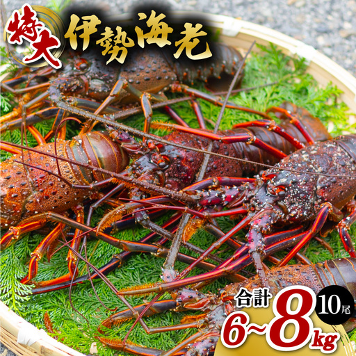 伊勢海老 特大 約600～800g×10尾 伊勢えび 伊勢エビ いせえび イセエビ 海老 えび エビ 海鮮 海産物 海の幸 おせち 高級 国産 海鮮 ギフト 【配送日指定・年内配送】