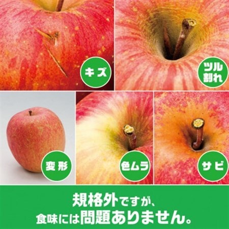 【2026年9月末～発送開始】内容量　約10Kg　訳ありりんご　早生ふじ　24～46個入_果物・フルーツ りんご  リンゴ 林檎_【配送不可地域：離島・沖縄県】【1333053】