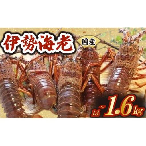 【 伊勢海老 】 伊勢海老2から6匹