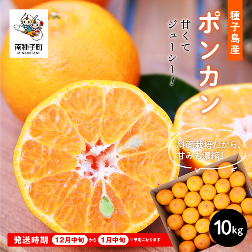 《 先行予約 》種子島産 ポンカン 約10kg （約60玉）【12月中旬頃～1月中旬頃順次発送 】【南種子町果樹部会】
