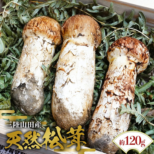 松茸 山田町産 120g 天然 松茸