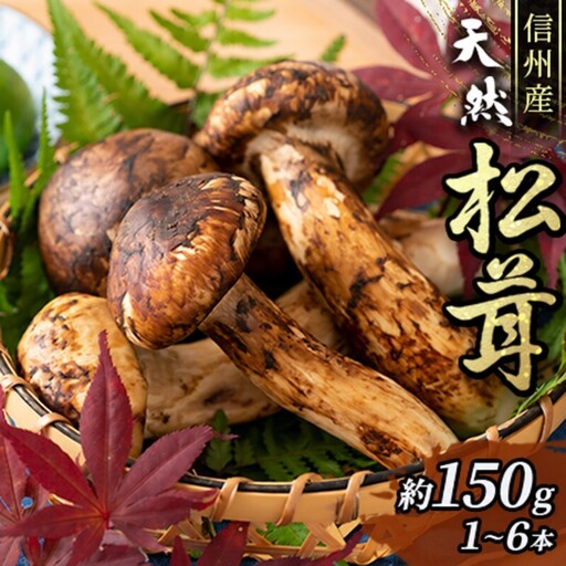 信州産「天然松茸」（約150g/1〜6本） きのこ 秋の味覚 高級食材 国産松茸 日本産松茸 高級品種 信州伊那谷産 採れたて 直送 希少価値