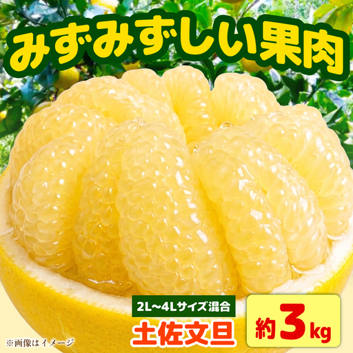 [先行予約]土佐文旦 大玉 家庭用 約3kg(2L-4Lサイズ混合:5玉-9玉) 数量限定 文旦 ぶんたん ブンタン 3キロ 柑橘 フルーツ 果物 ご当地 お取り寄せ 土佐 高知[2027年1月下旬から順次発送][玉木農園] [BQAJ003]