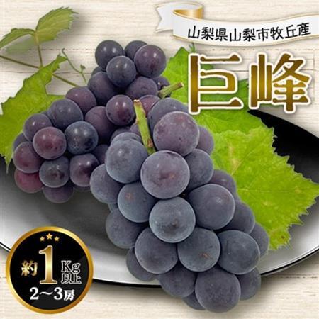 2026年発送 山梨県山梨市牧丘産 巨峰 約1.0Kg以上 2～3房【配送不可地域：離島】【1319471】