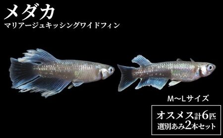 メダカマリアージュキッシングワイドフィン 選別あみ付 メダカ【4匹+2匹 あみ2本】