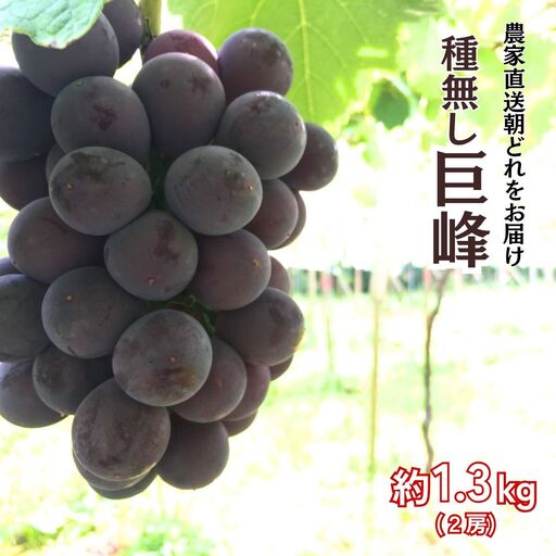 【農家直送（収穫日に発送）】種無し 巨峰 約1.3ｋｇ （2～3房）