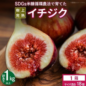 SDGs米糠循環農法で育てた樹上完熟イチジク　訳あり品1キロ以上（サイズ混合18個）【産地直送2026年8月より順次出荷】_イチジク 訳あり品 1キロ 以上 サイズ 混合 18個 SDGs 米糠循環農法 樹上完熟 露地栽培 桝井ドーフィン ドライフルーツ ジャム スムージー 福岡県 久留米市 酒見農産 お取り寄せグルメ お取り寄せ 送料無料 産地直送  〔Gv042〕