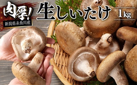 11月以降順次発送【期間限定】 生しいたけ 肉厚「たっぷり1kg」（約18～24個）【お申込期限3月31日まで】ジャンボ手のひらサイズ 焼山しいたけ園 農園直送 新鮮 椎茸 シイタケ お取り寄せ グルメ 国産 糸魚川 新潟県 しいたけ 椎茸 しいたけ キノコ きのこ 茸