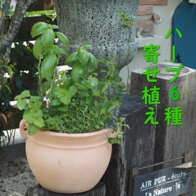 植物 寄植え ハーブ 6種 寄せ植え つぼ丸型 鉢 植物