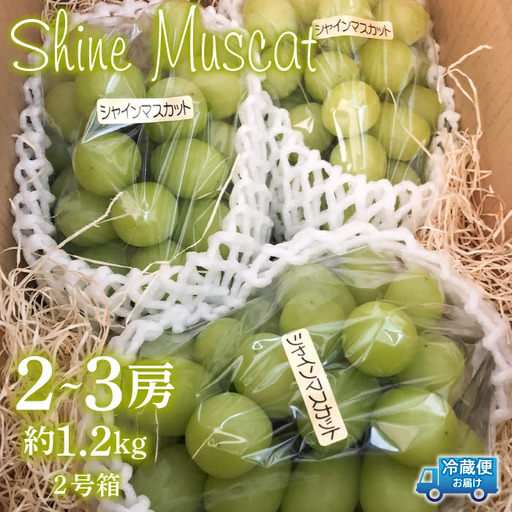 [2026年発送★先行予約]シャインマスカット2号箱 約1.2kg(2〜3房入) 214-001-26y