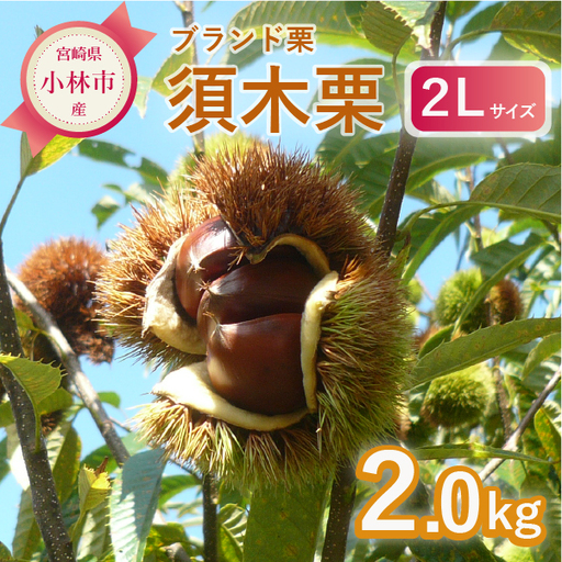 栗 [先行予約]「須木栗」2Lサイズ 2kg程度(生栗 マロン ブランド栗 果物 フルーツ 秋 旬)