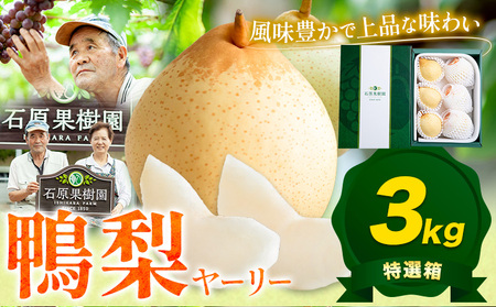 [先行予約]鴨梨 ヤーリー 梨 贈答箱 約3kg(5〜10玉入り) 石原果樹園 [11月中旬-12月下旬頃より発送予定]|梨