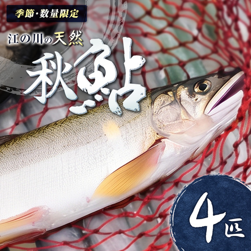 [先行予約] 鮎 アユ 天然 冷凍 4匹 秋あゆ 落ち鮎 広島 江の川の天然鮎 簗漁鮎 季節限定_KA088_001
