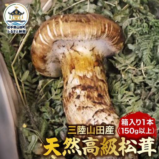 松茸 高級 1本 松茸