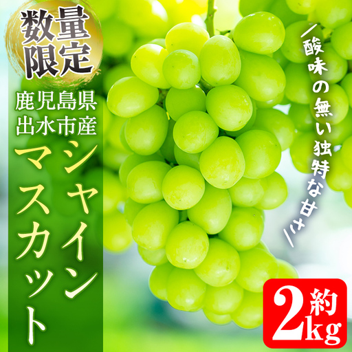 i860 ≪数量・期間限定≫シャインマスカット (計約2kg) 国産 鹿児島 出水市 ぶどう ブドウ 果物 くだもの フルーツ シャインマスカット マスカット 葡萄 旬 種なし 旬 歯ごたえ 冷蔵 【山門ぶどう園】