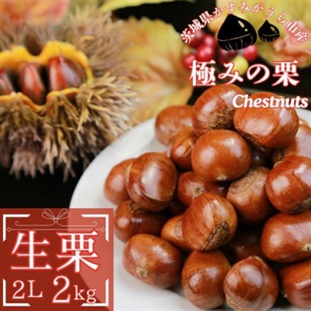 2026年産!大粒生栗 先行予約受付中 かすみがうら市産　生栗　2Lサイズ 2kg_生栗 かすみがうら市産 先行受付 くり_【配送不可地域：離島】【1437711】