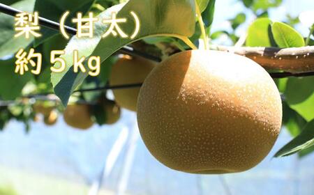 梨(甘太)(約5kg)[2026年発送分]