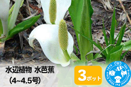 水辺植物 水芭蕉(4〜4.5号)×3ポット