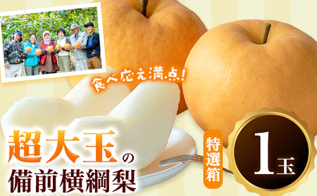 [先行予約]横綱梨 超大玉 1玉 約1kg〜1.5kg 特選箱 石原果樹園 [11月中旬-12月下旬頃より発送予定]| 岡山県 浅口市 梨