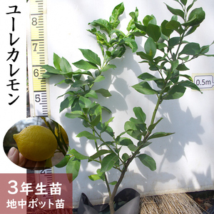 柑橘類 レモン(檸檬)ユーレカレモン 3年生 苗木 《訳あり》