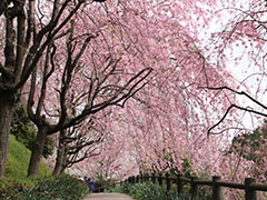 幸田しだれ桜まつり