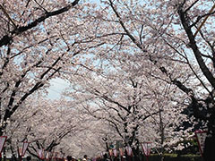 母智丘(もちお)公園