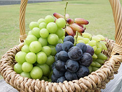 甲州らいふ～甲州くだものがたり～