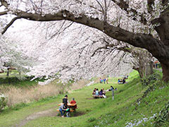 神奈川県立相模三川公園