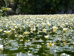 平成の名水百選　十日市場・夏狩湧水群