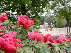 色鮮やかな花が香るスポット