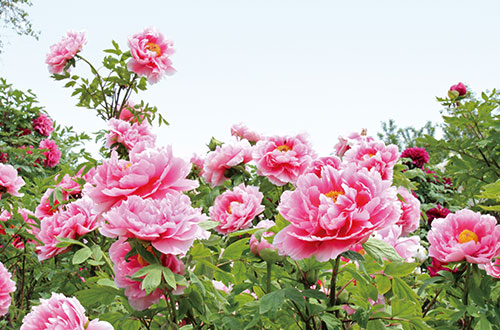 埼玉県東松山市