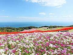 淡路花さじき(大阪湾パノラマ展望とお花の絨毯）