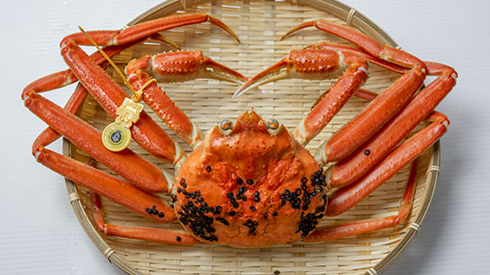 期間限定 茹で 越前ガニ 約700g以上 1杯