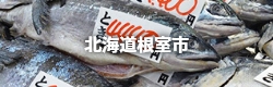 北海道根室市