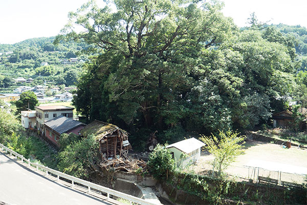 弘法大師ゆかりの学問の木を植樹したい 学問の木 葉書の木 郵便局の木 タラヨウ 多羅葉 ふるさと納税 ふるなびクラウドファンディング