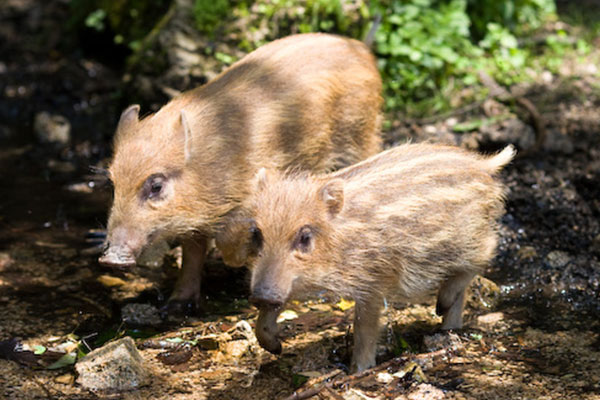 第5弾 里山を保全し野生動物の命を守る 未来のためにいま私たちにできること ふるさと納税 ふるなびクラウドファンディング