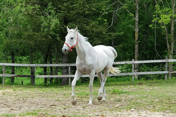 がんばった馬たちに 終の棲家を 馬と暮らせる町 標茶 事業21 ふるさと納税 ふるなびクラウドファンディング